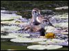 wood_duck_70145