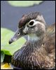 wood_duck_70156