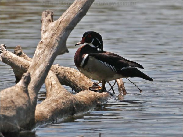 Wood Duck wood_duck_67630.jpg
