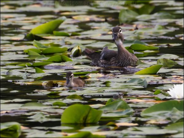 Wood Duck wood_duck_70137.jpg