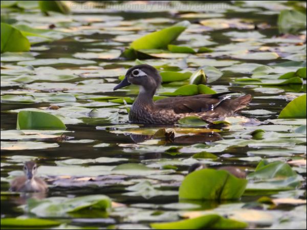 Wood Duck wood_duck_70139.jpg