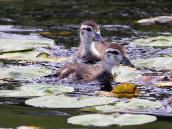 Wood Duck wood_duck_70145.jpg