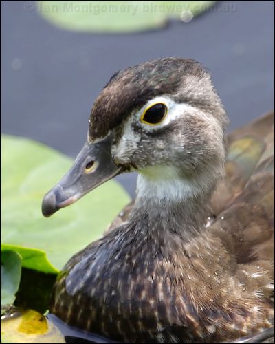 Wood Duck wood_duck_70156.jpg