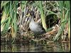 yellow_billed_duck_04877