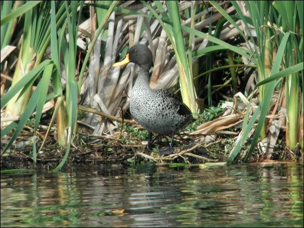 Yellow-billed Duck yellow_billed_duck_04876.jpg