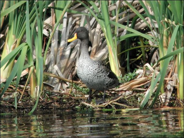 Yellow-billed Duck yellow_billed_duck_04877.jpg