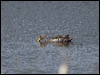 Click here to enter gallery and see photos of Yellow-billed Pintail
