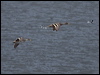 ye_bill_pintail_207880