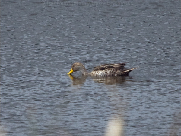 Yellow-billed Pintail ye_bill_pintail_207864.psd