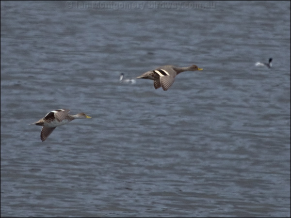 Yellow-billed Pintail ye_bill_pintail_207880.psd