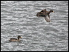 yellow_billed_teal_207966