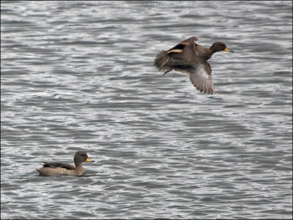 Yellow-billed/Speckled Teal yellow_billed_teal_207966.psd