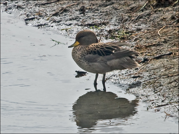 Yellow-billed/Speckled Teal yellow_billed_teal_208090.psd