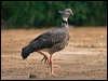 southern_screamer_204343