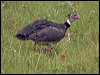 southern_screamer_204842