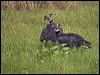 southern_screamer_204859