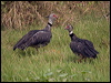 southern_screamer_204875