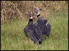 southern_screamer_204877