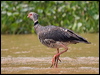 southern_screamer_205534