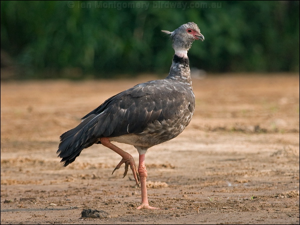 Southern Screamer southern_screamer_204343.psd