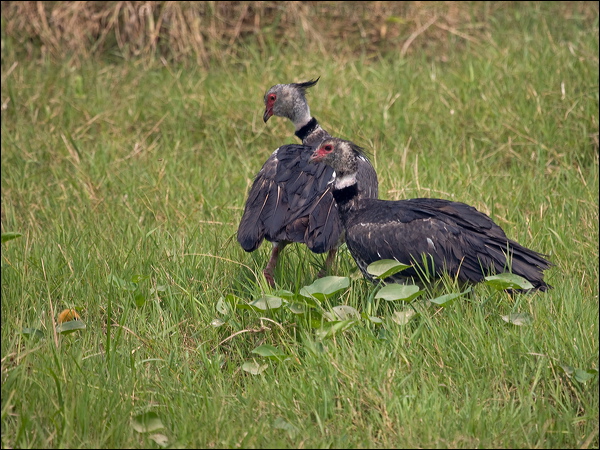Southern Screamer southern_screamer_204859.psd