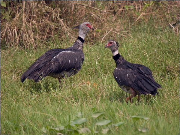 Southern Screamer southern_screamer_204875.psd