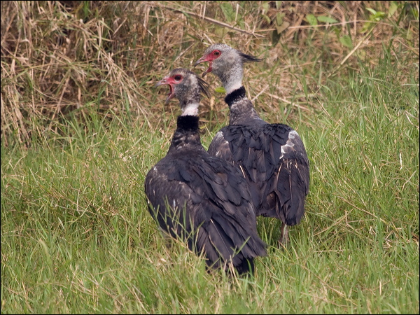 Southern Screamer southern_screamer_204877.psd