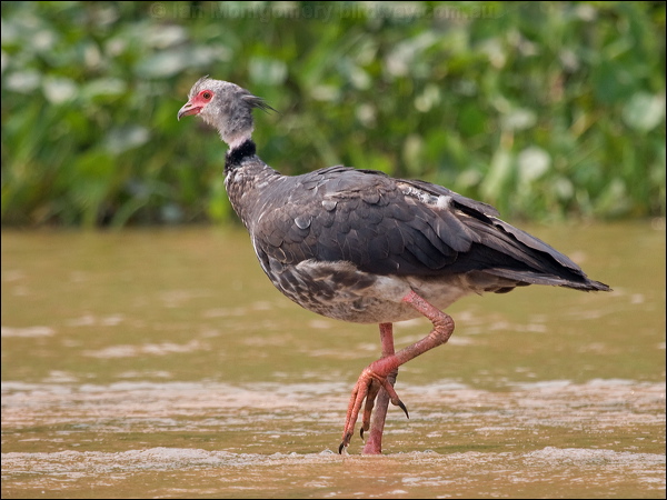 Southern Screamer southern_screamer_205534.psd