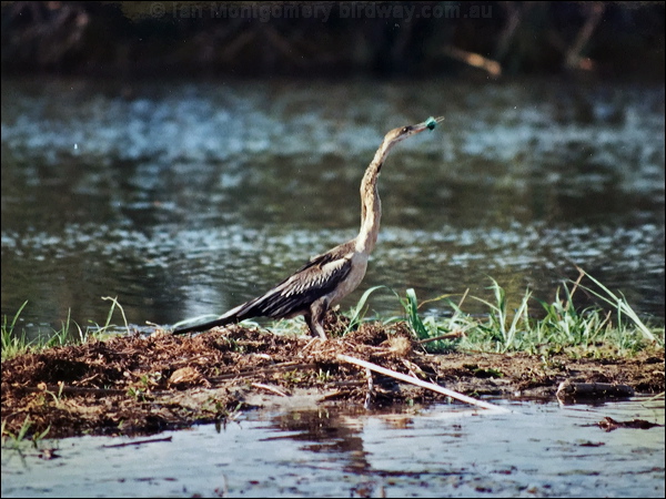 African Darter african_darter_s6113.jpg