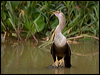 anhinga_205560