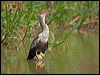anhinga_205605