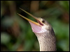 anhinga_205609