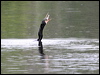 anhinga_25882