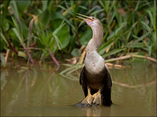 Anhinga anhinga_205560.psd
