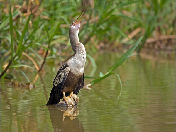 Anhinga anhinga_205605.psd