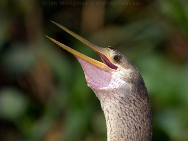Anhinga anhinga_205609.psd