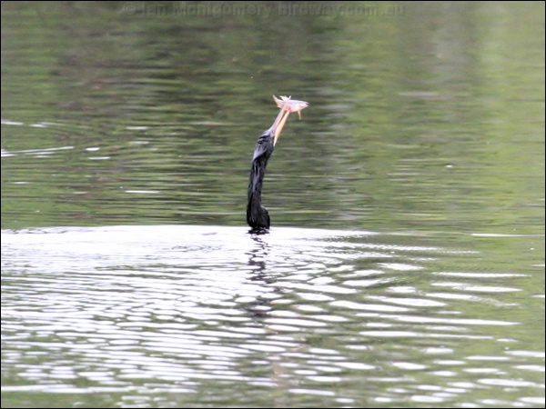 Anhinga anhinga_25879.jpg