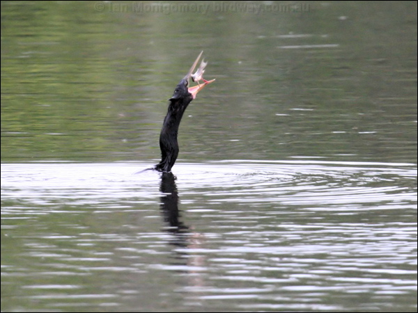 Anhinga anhinga_25882.jpg