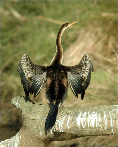Australasian Darter australasian_darter_02459.jpg