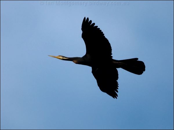 Australasian Darter australasian_darter_105763.psd