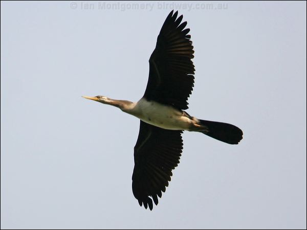 Australasian Darter australasian_darter_32710.jpg