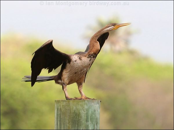Australasian Darter australasian_darter_44596.jpg