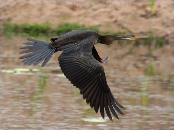 Australasian Darter australasian_darter_44600.jpg