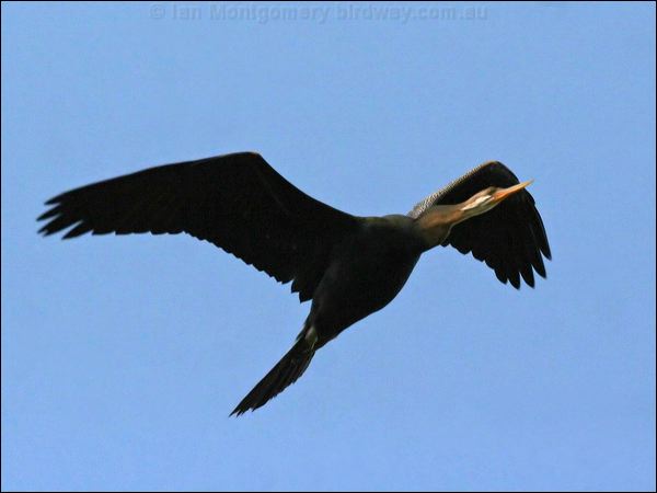 Australasian Darter australasian_darter_59111.jpg