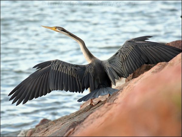 Australasian Darter australasian_darter_63842.jpg