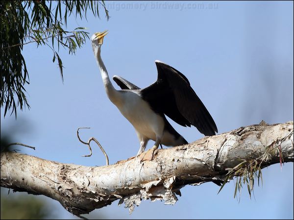 Australasian Darter australasian_darter_80113.psd