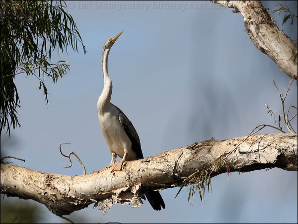 Australasian Darter australasian_darter_80117.psd