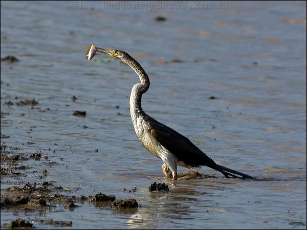 Australasian Darter australasian_darter_91604.psd