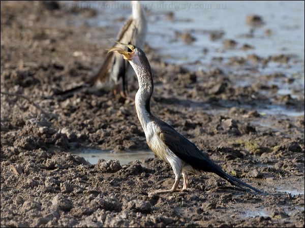 Australasian Darter australasian_darter_91607.psd