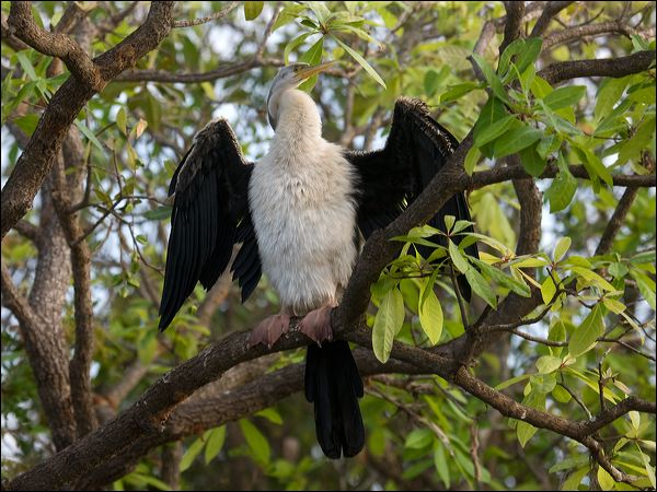 Australasian Darter australasian_darter_91833.psd